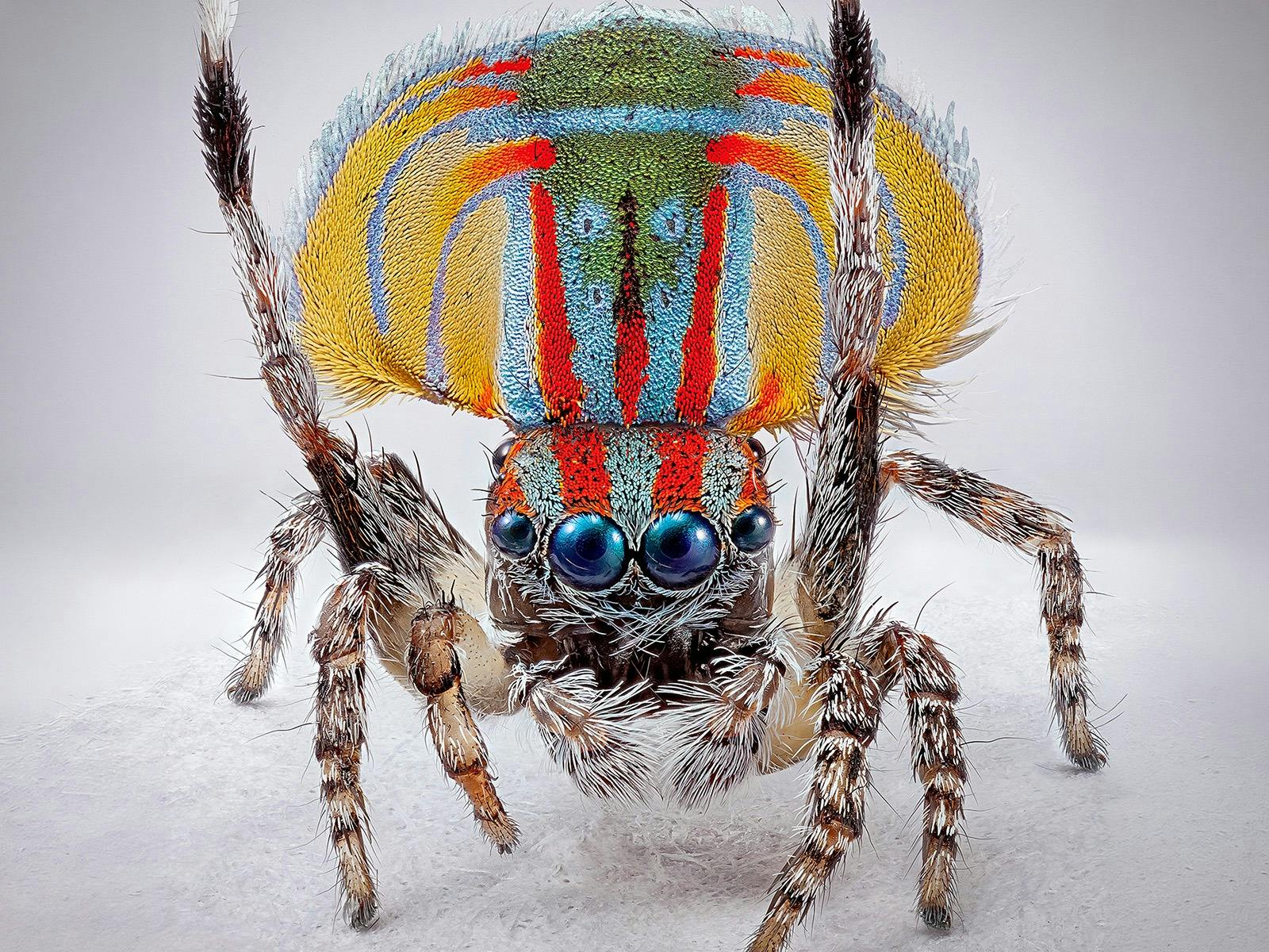 A macro view of a colourful spider, Maratus volans.