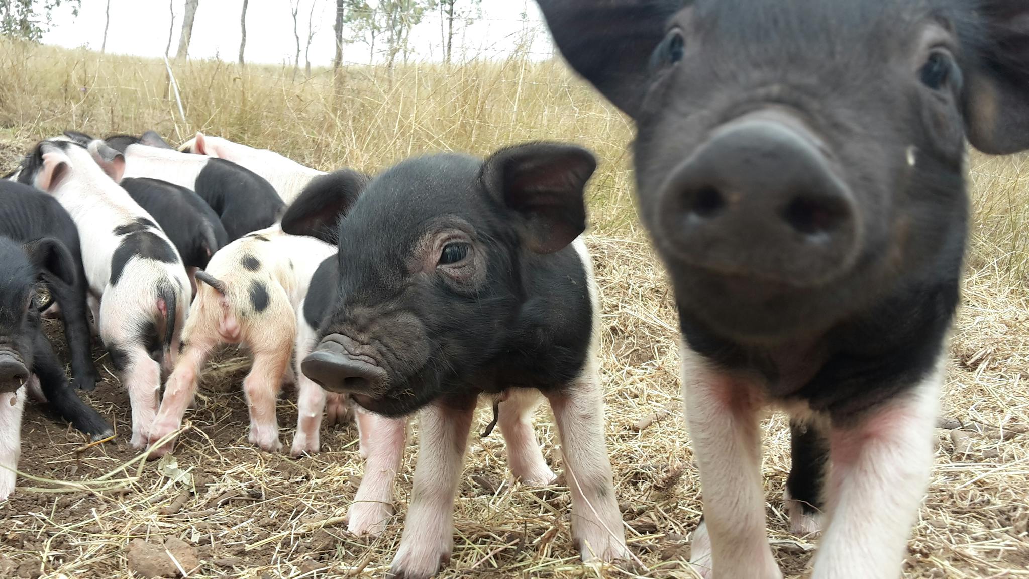 Saddleback piglets Saddleback piglets