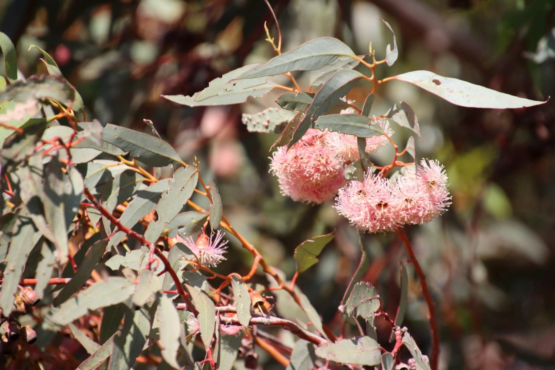 Renmark