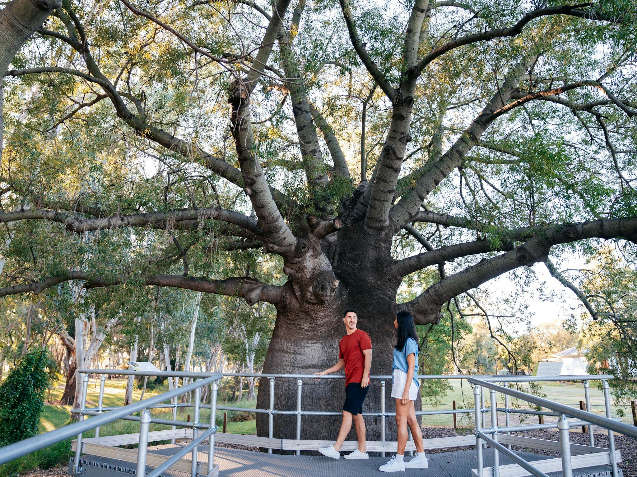 Two people walk on a metal platform around a large bottle tree Two people walk on a metal platform around a large bottle tree
