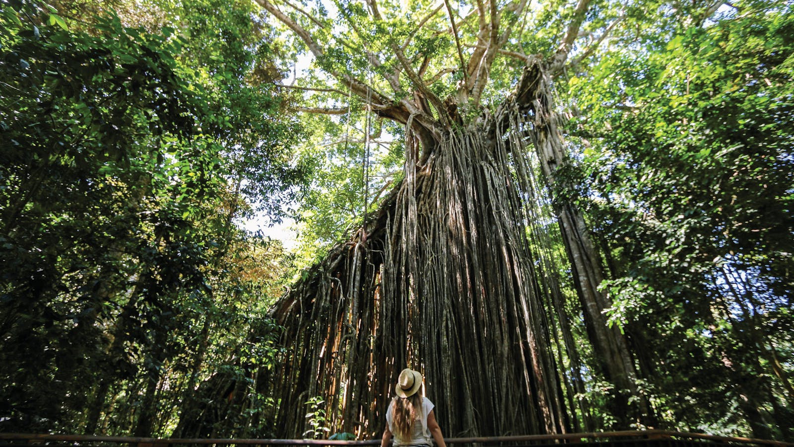 Curtain Fig National Park