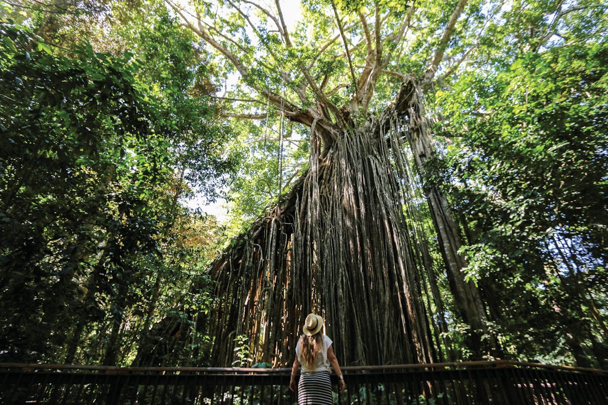 Visitor on boardwalk looking at fig tree