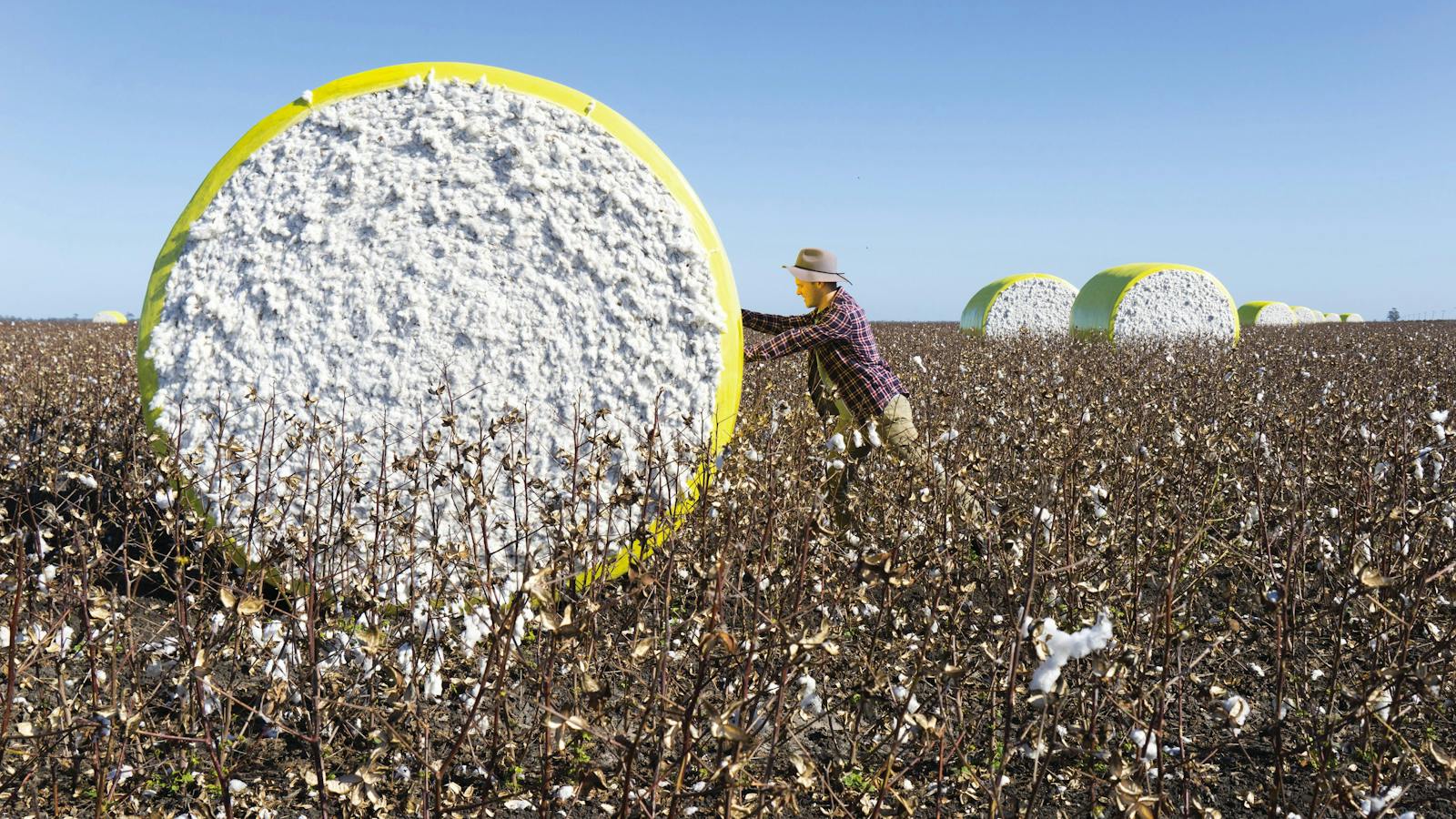 Cotton Harvesting outside Dalby