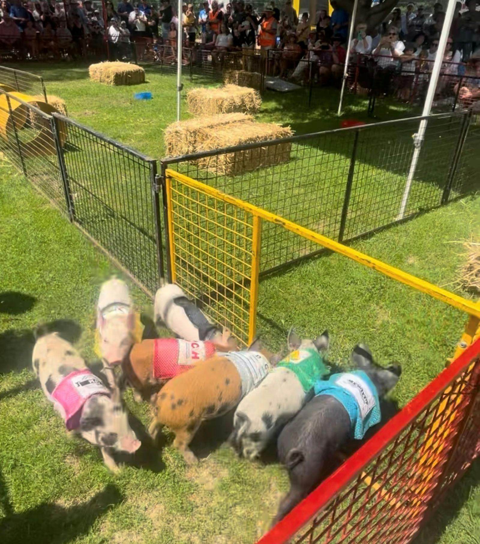 Pig races