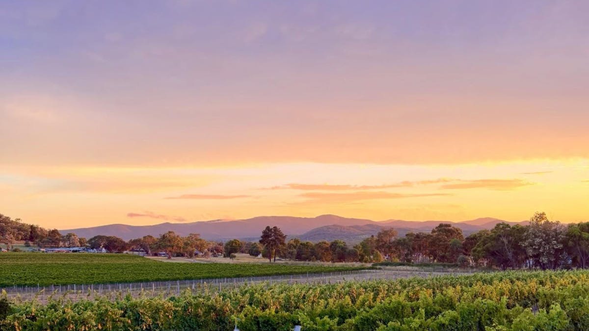 Sunset over the Vineyard at Dear Vincent