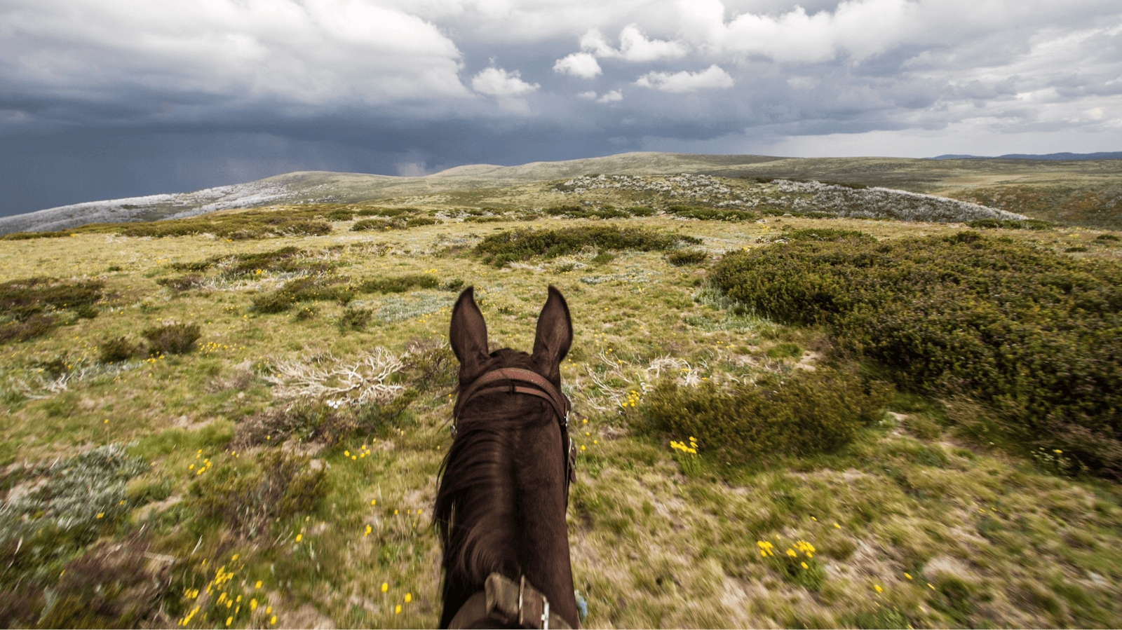 Bogong Horseback Adventures