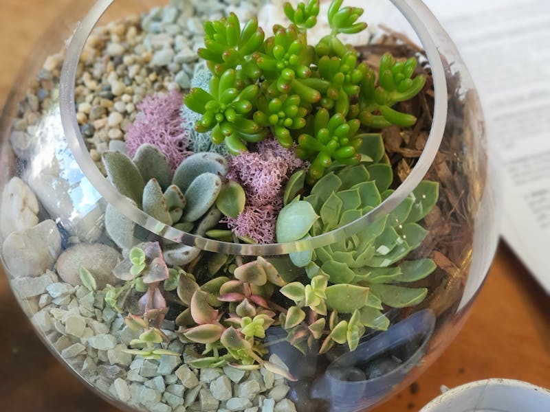 Image for Terrarium Building Workshop: Bring some lush greenery indoors