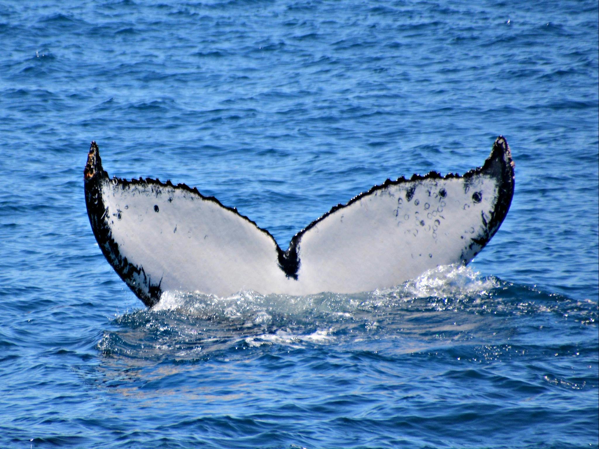 Tail Fluke Identification Photo