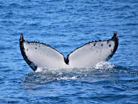 Whale Watch Western Australia, Fremantle, Western Australia
