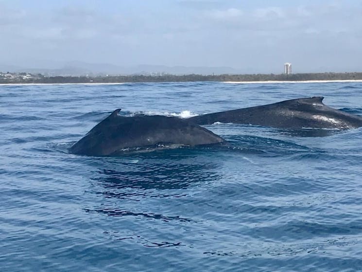 2 Whales @ Fingal