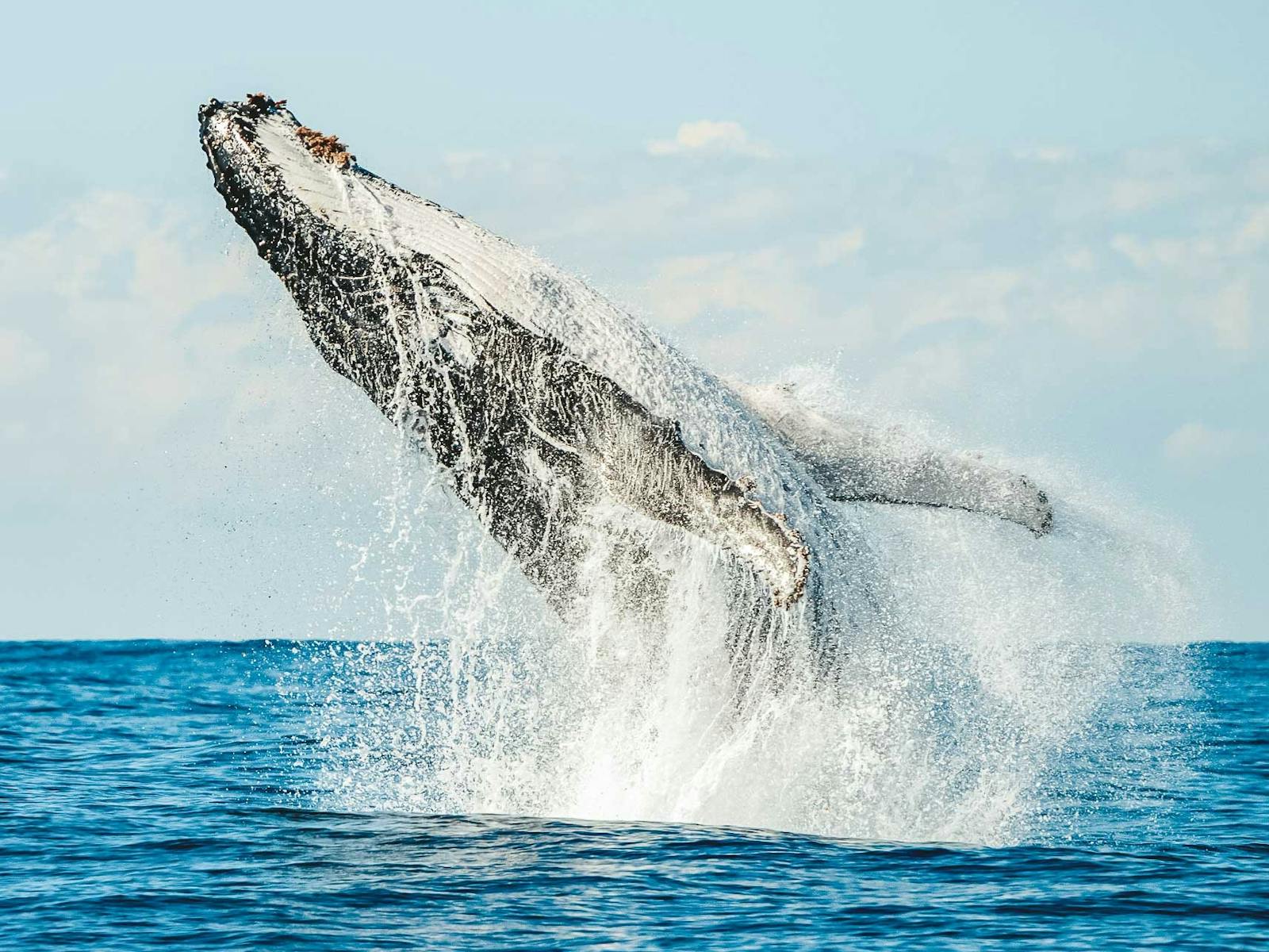 Breach