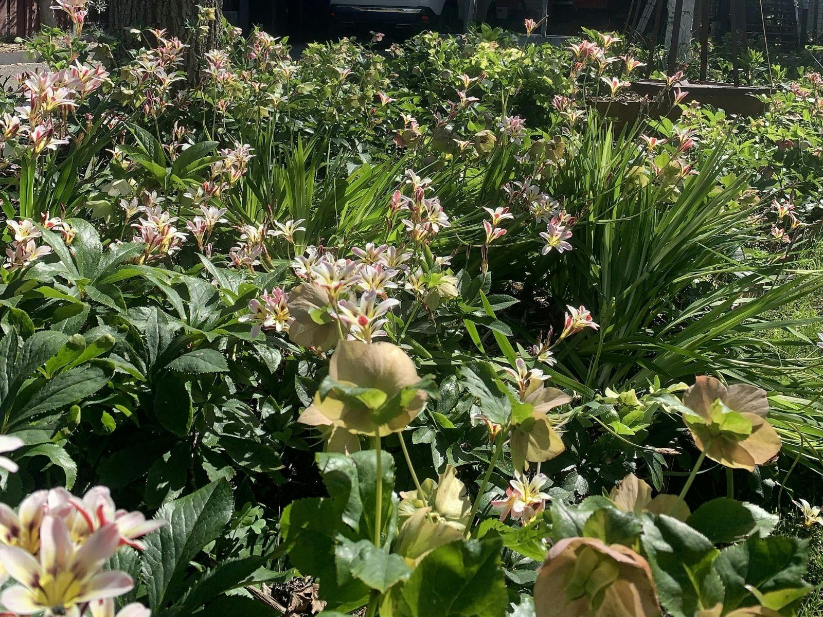 mixed flower beds