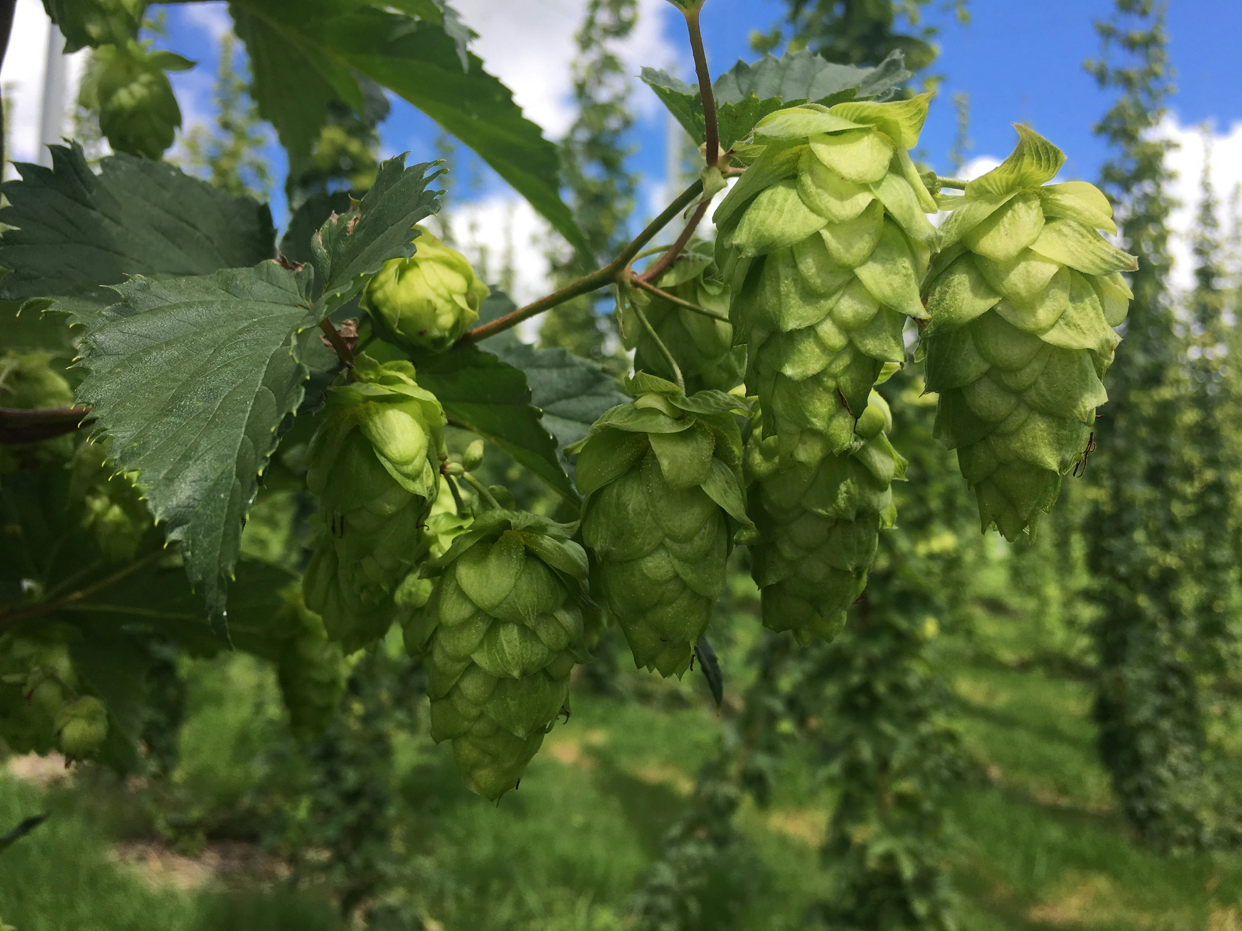 Growing Hops at Home Workshop & Tour