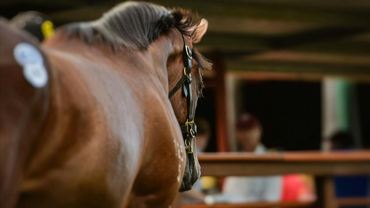 2018 Magic Millions Carnival