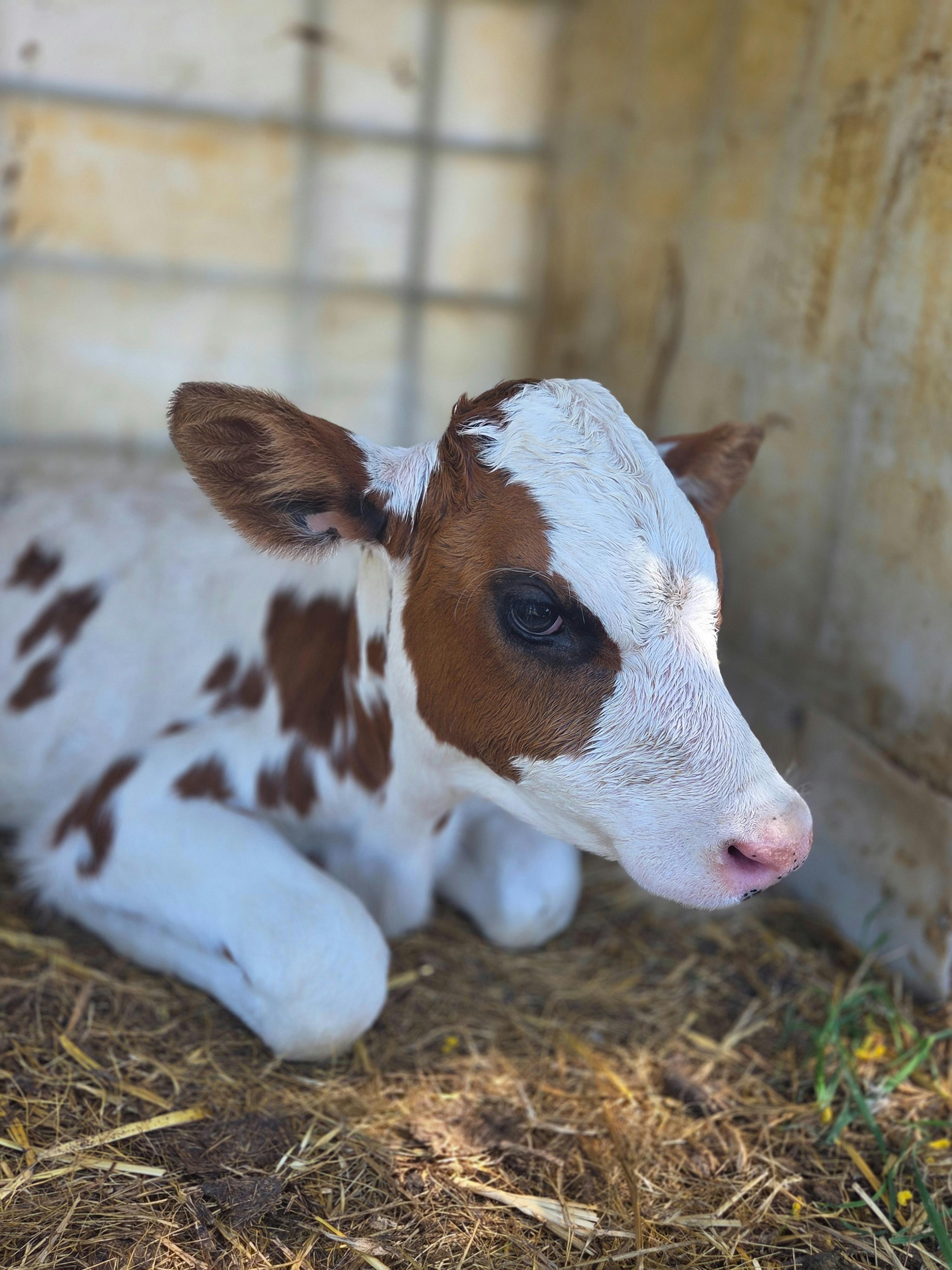 baby calf