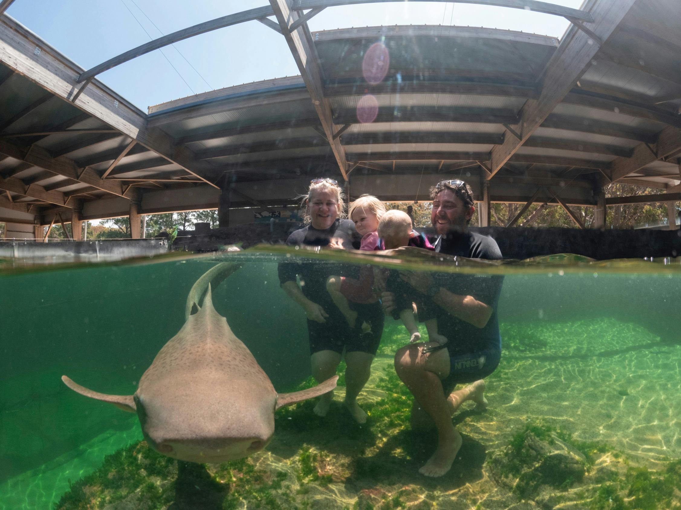 Zebra shark facing the camera with family in wetsuits behind.