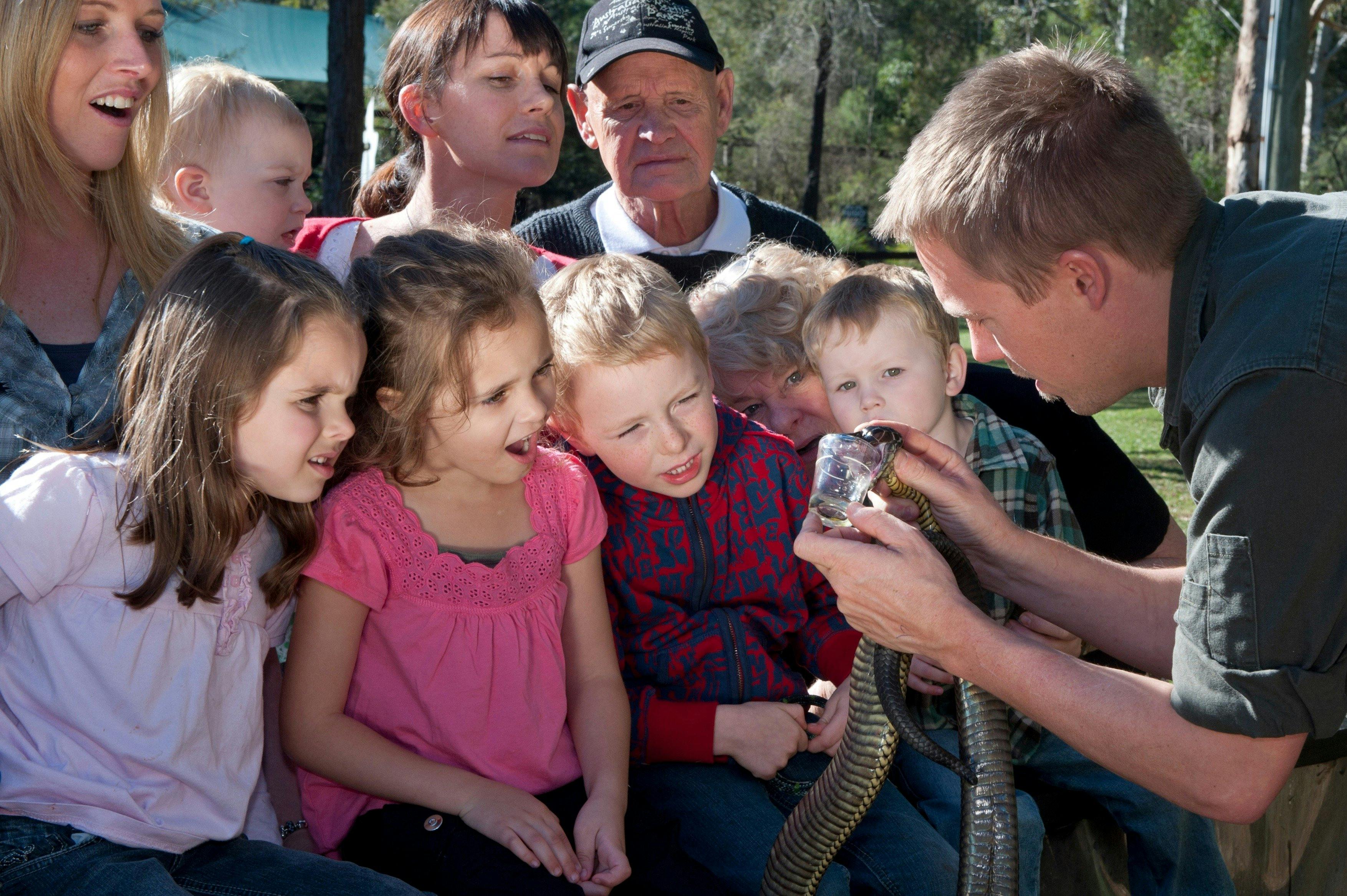 Australian Reptile Park snake venom milking