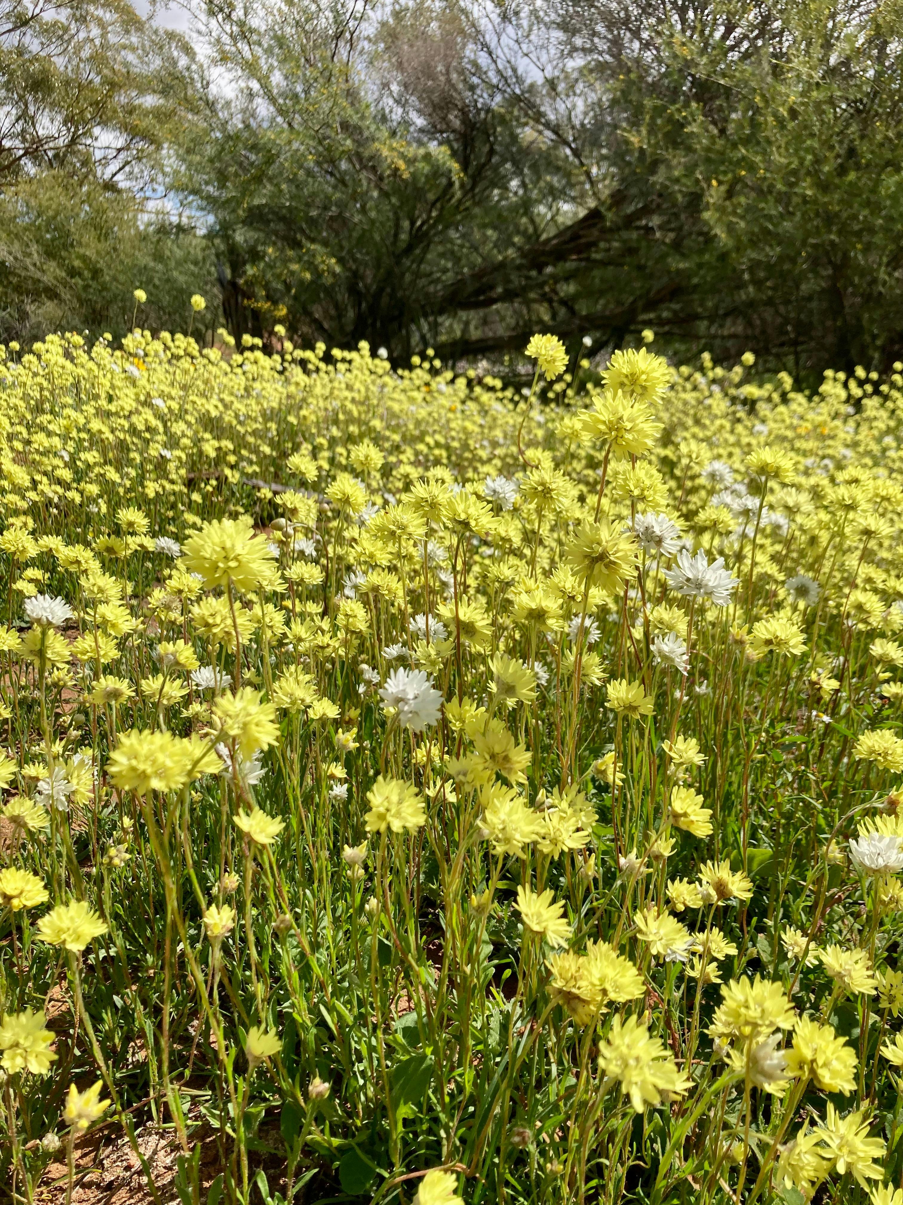 Carpets of everlastings in Wildflower Country seen on a tour with New Leaf Connect