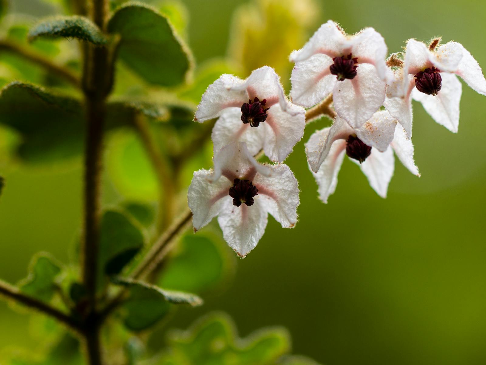 Image for Cranbourne Friends Plant Sale