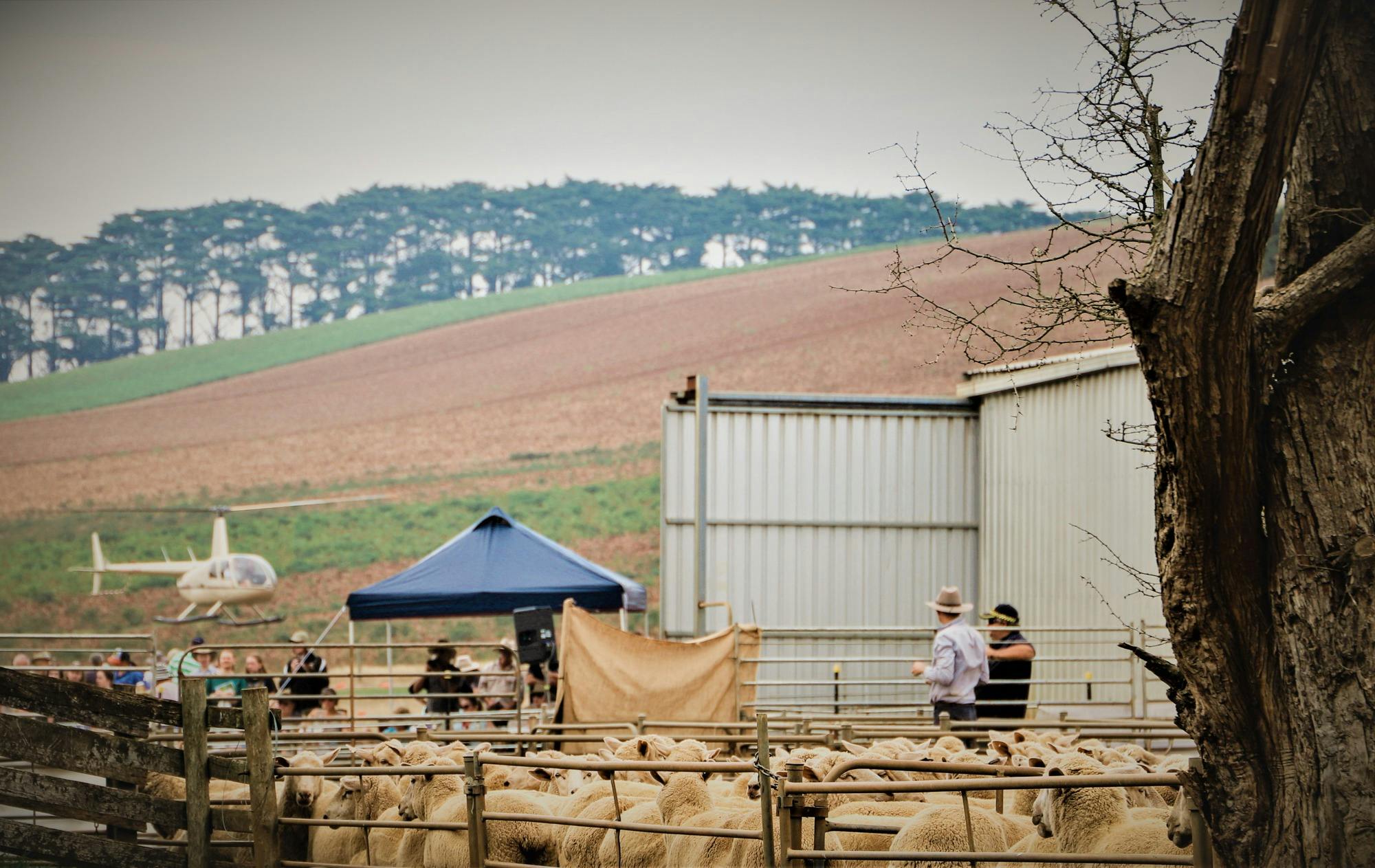 Sheep Demonstration Farm Helicopter Tours