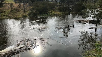 Kiamma Creek is home to an abundance of waterfowl