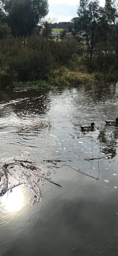 Kiamma Creek is home to an abundance of waterfowl