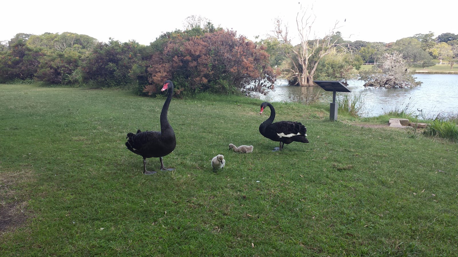 Centennial Park