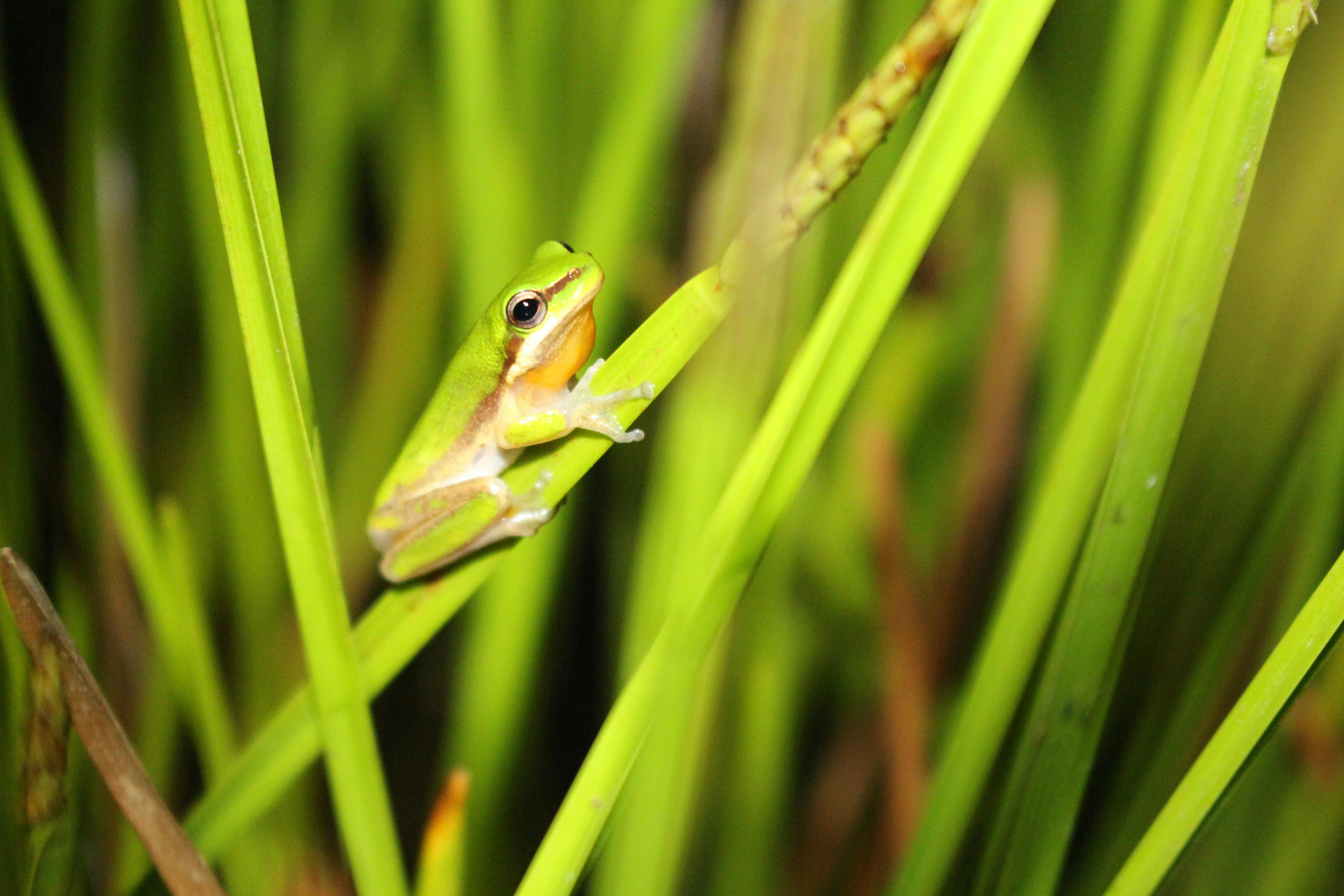 frog
