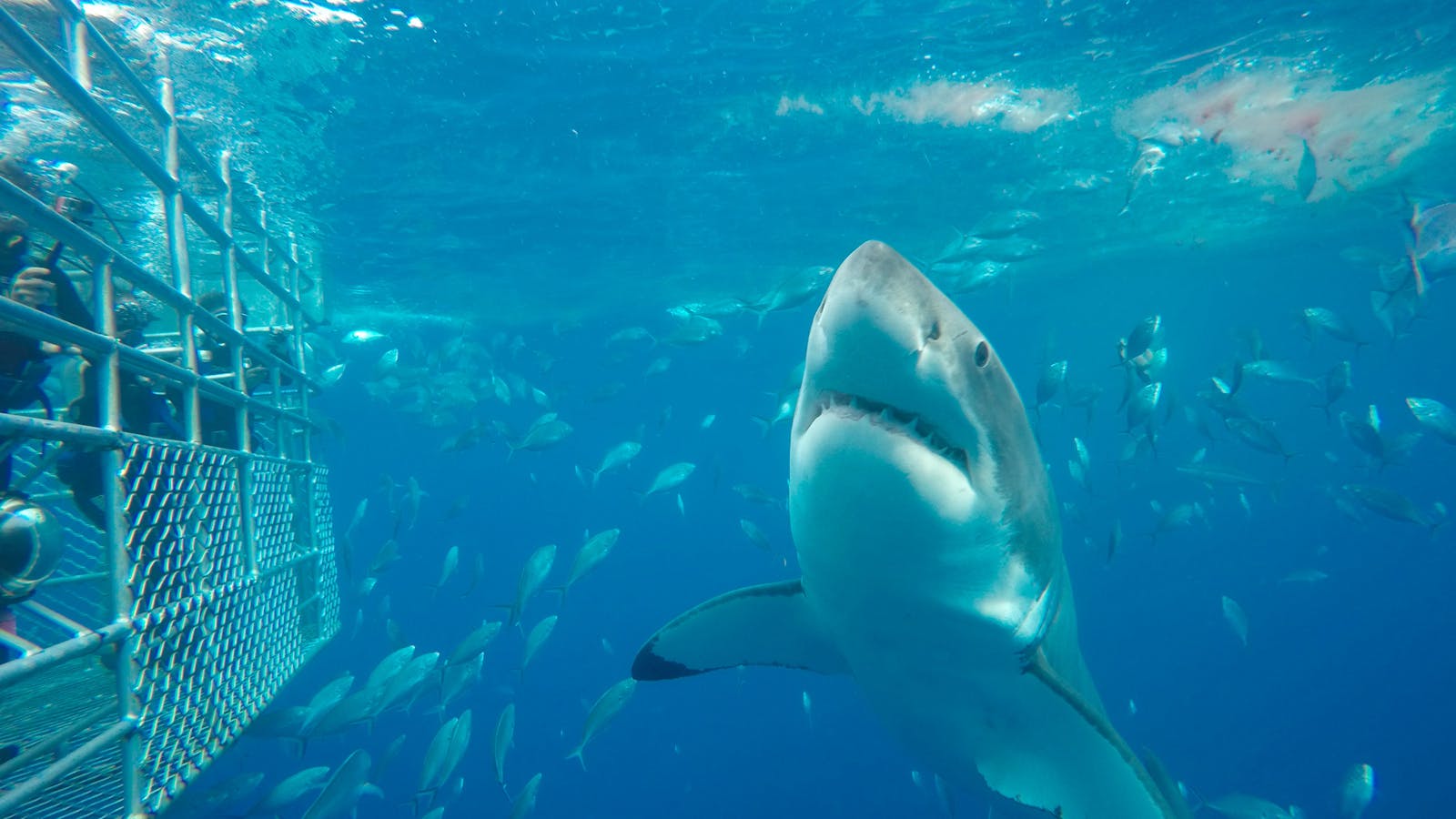 Calypso Star Charters