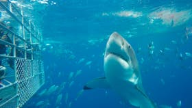 Calypso Star Charters