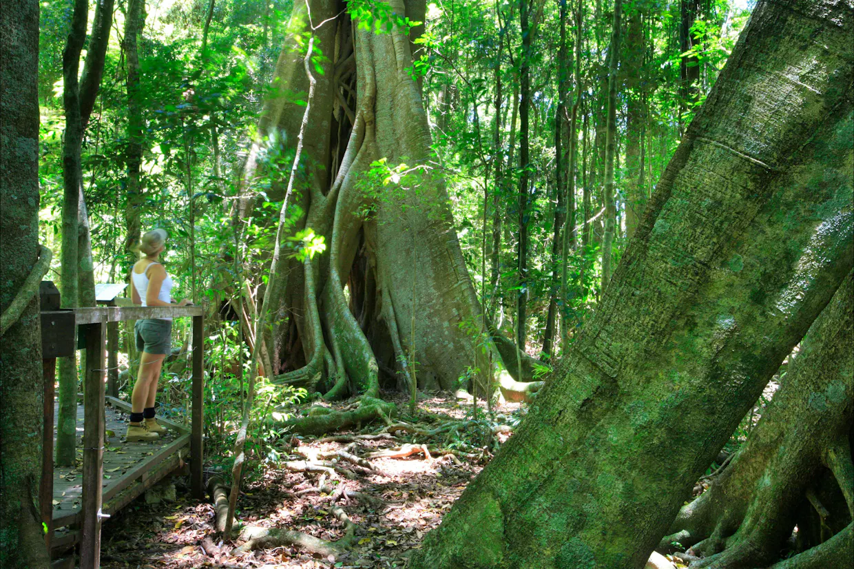 Mary Cairncross Scenic Reserve