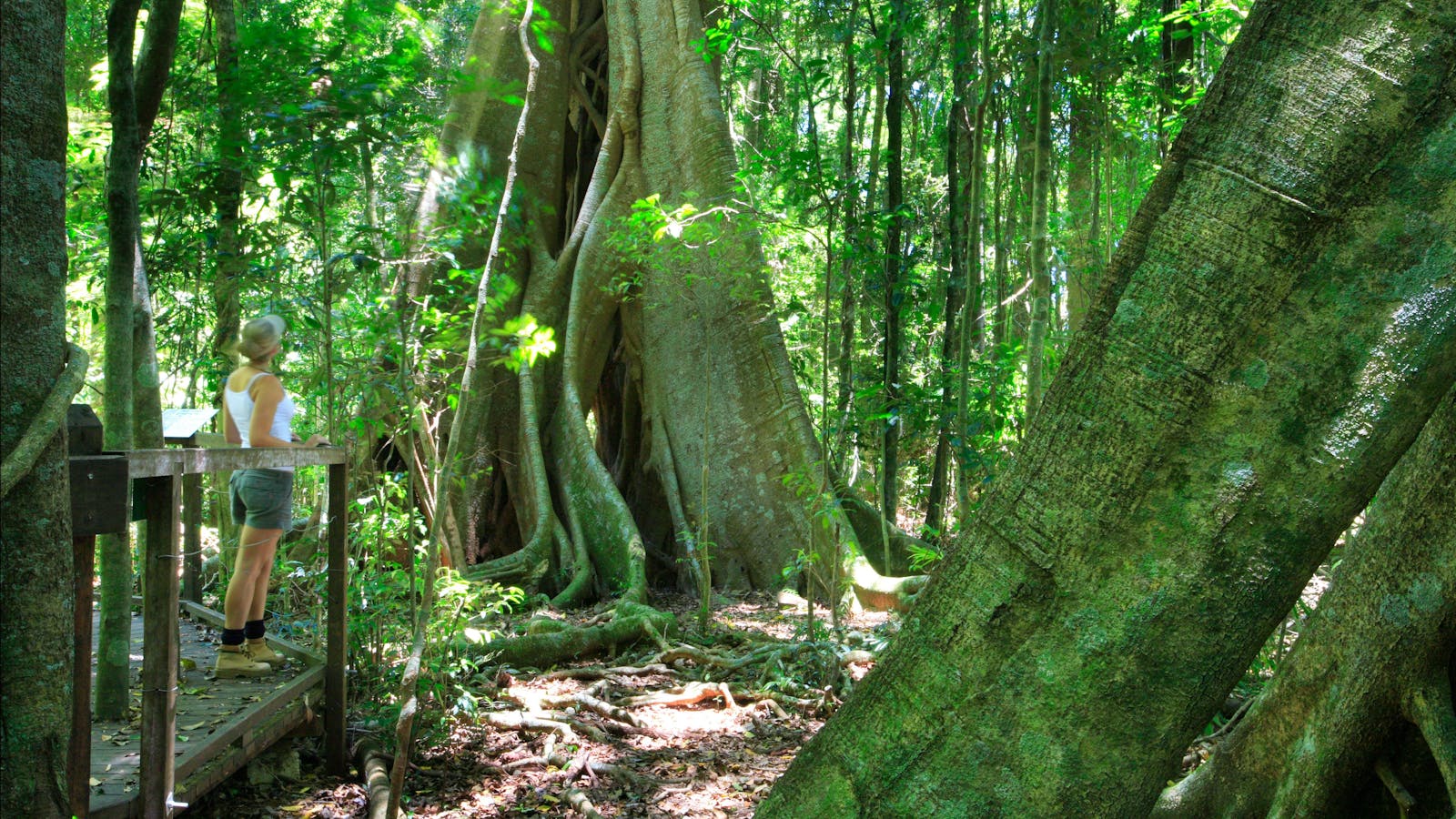 Mary Cairncross Scenic Reserve