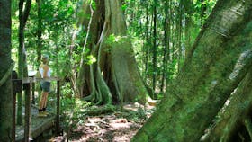 Mary Cairncross Scenic Reserve