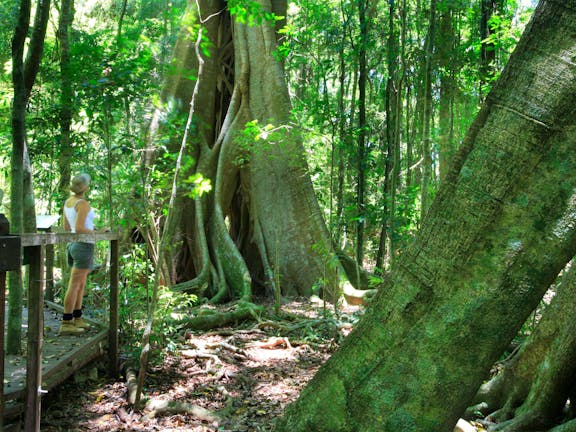 Mary Cairncross Scenic Reserve