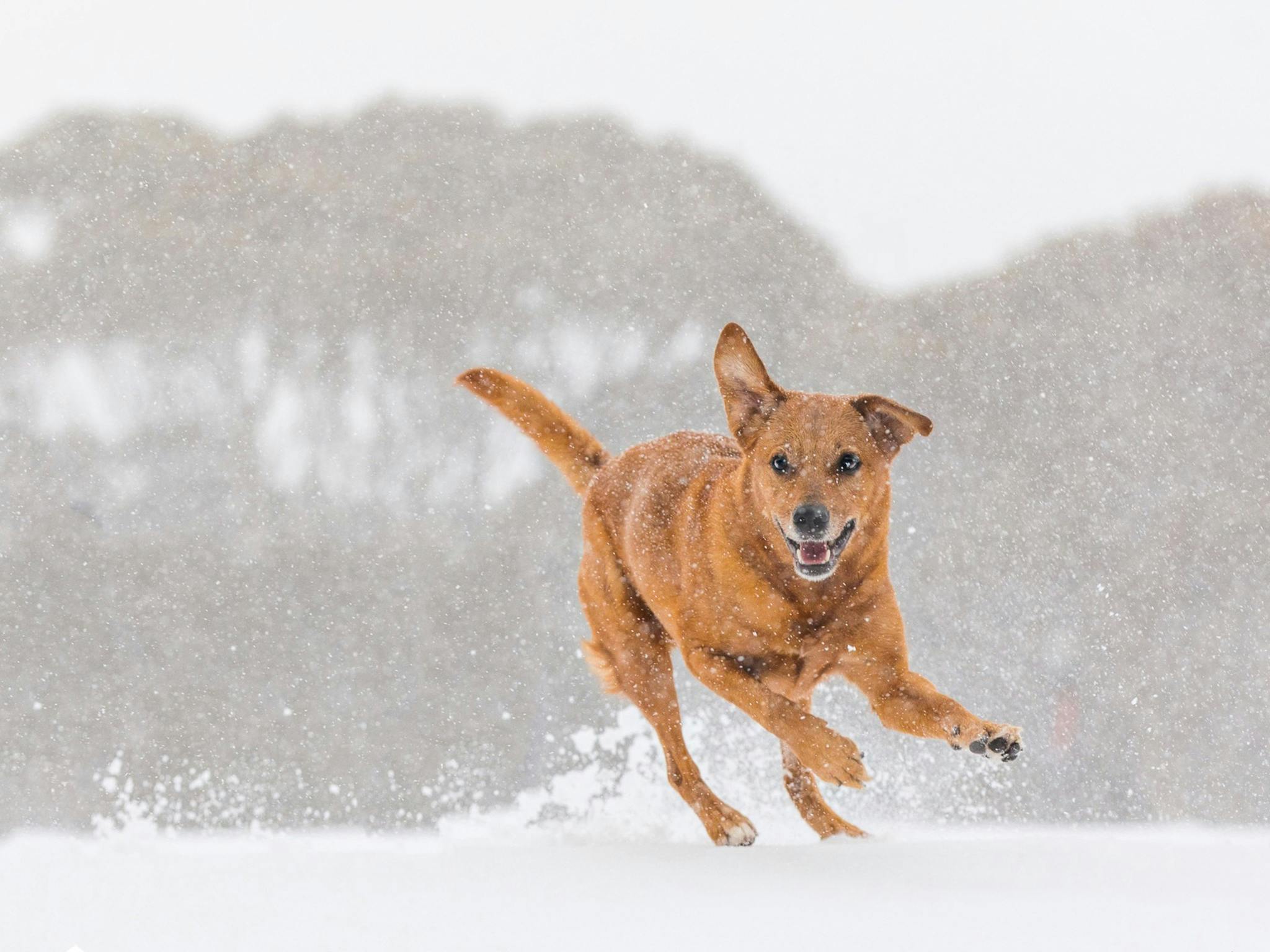 Search and rescue dog Bella from WA having fun in the snow at Dinner Plain