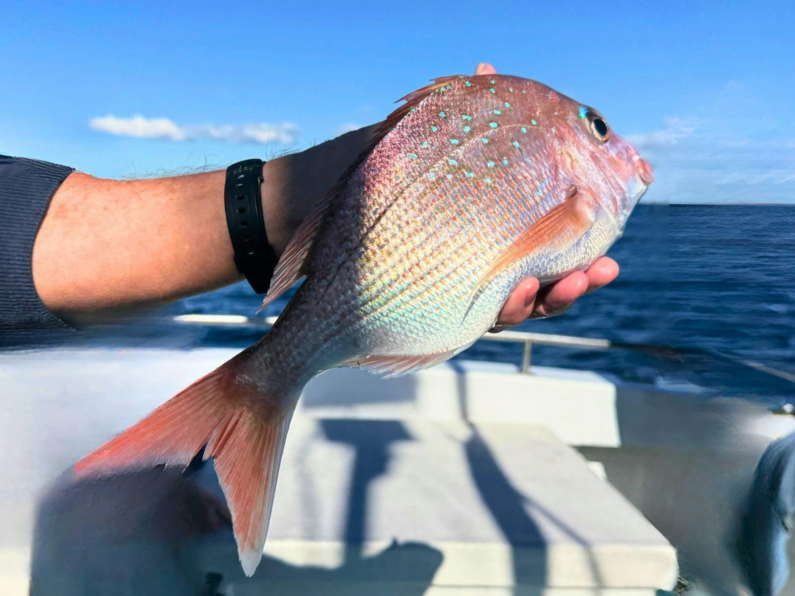 Pink Snapper
