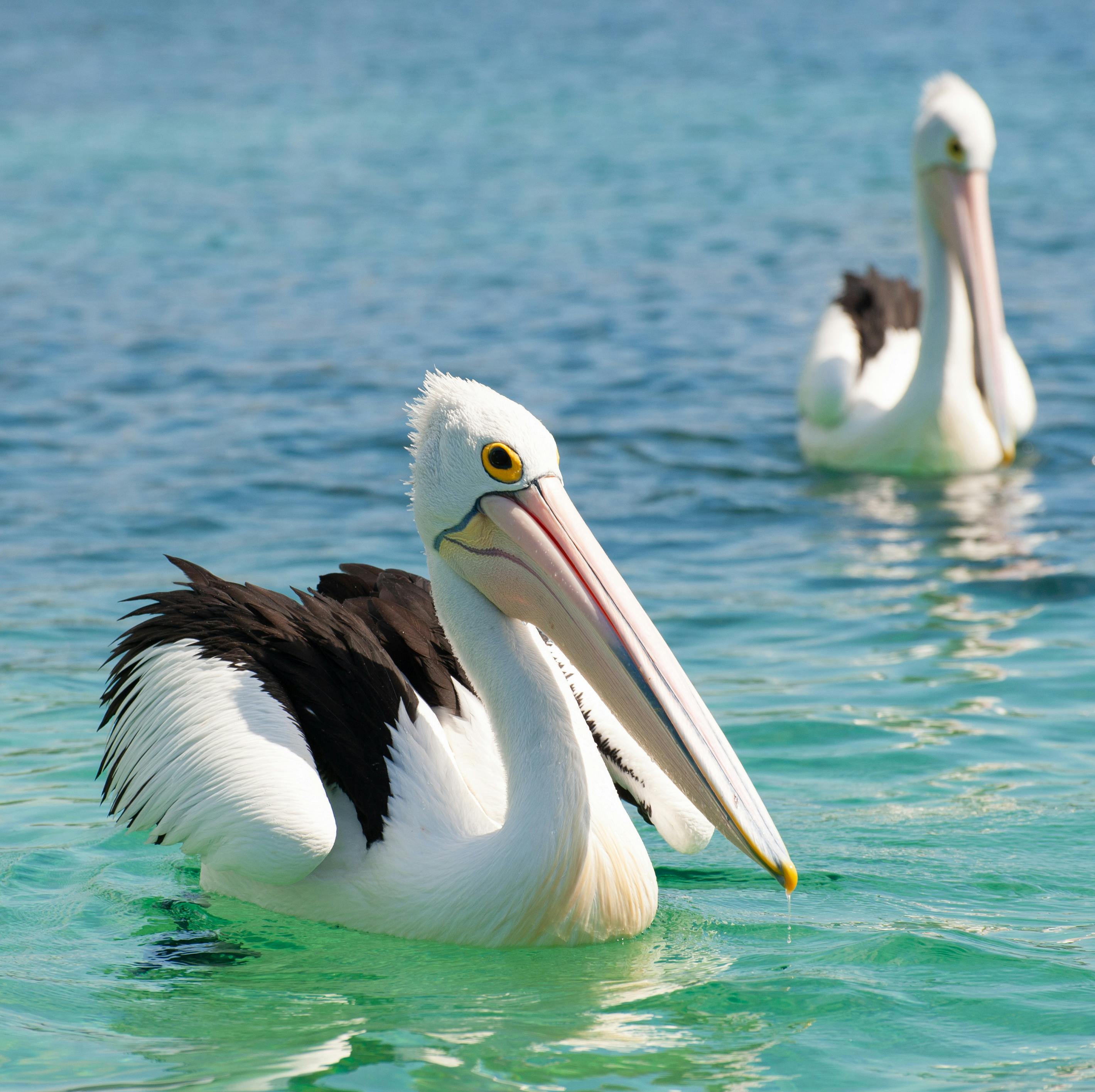 Two peilicans floating in Merimbula Lake.