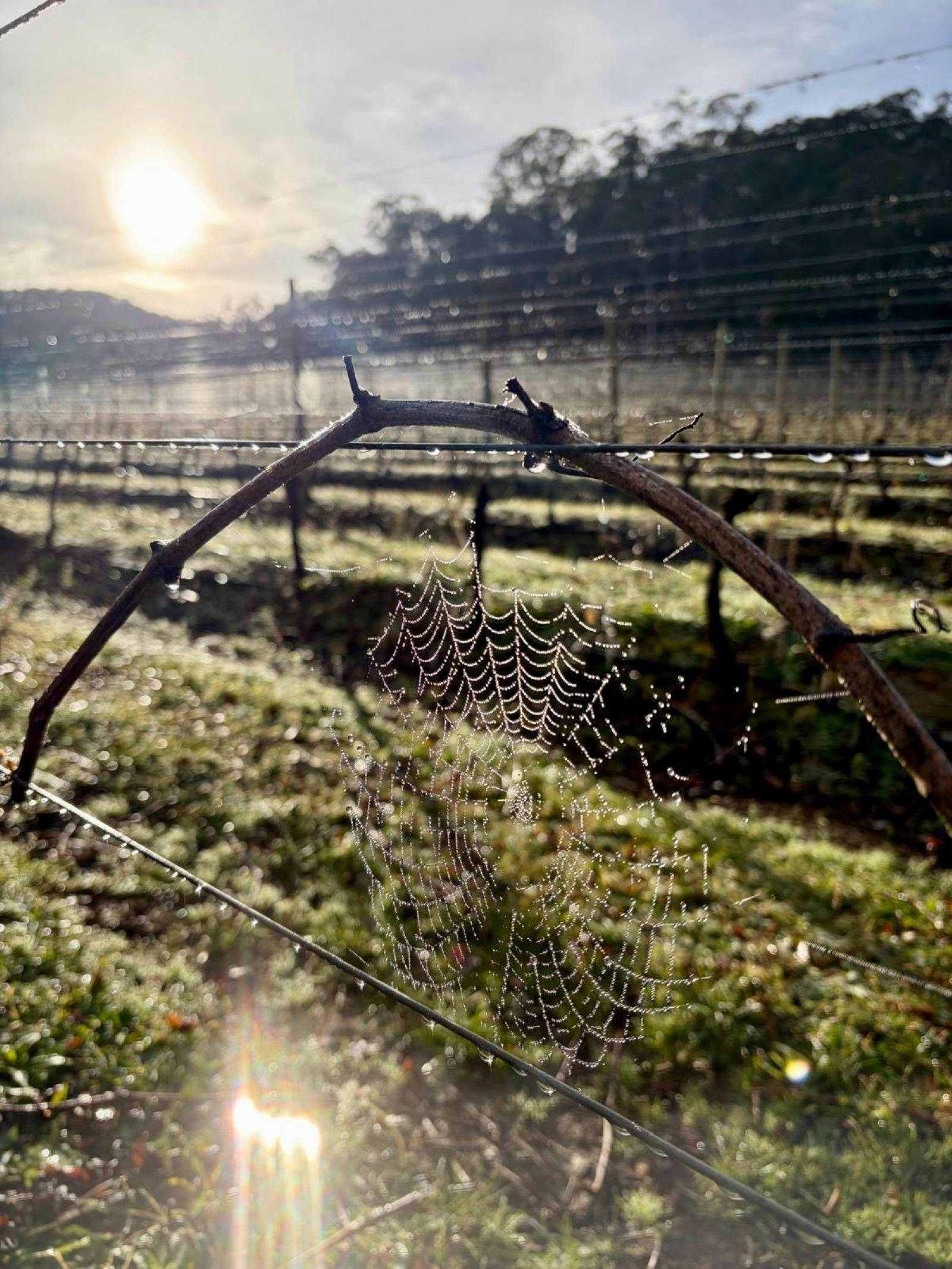 Spider Web