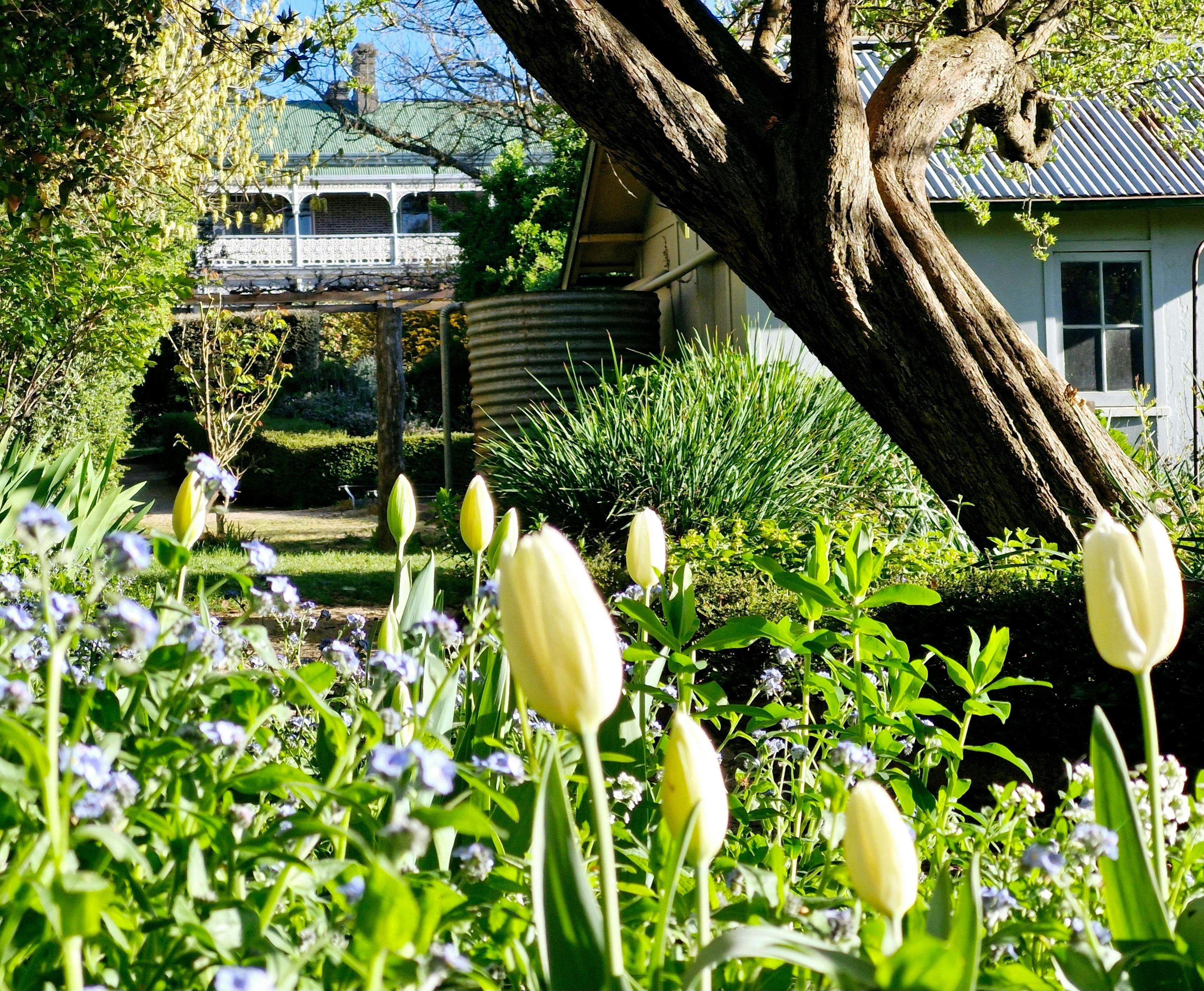 Tulips in Mary's Cottage Garden