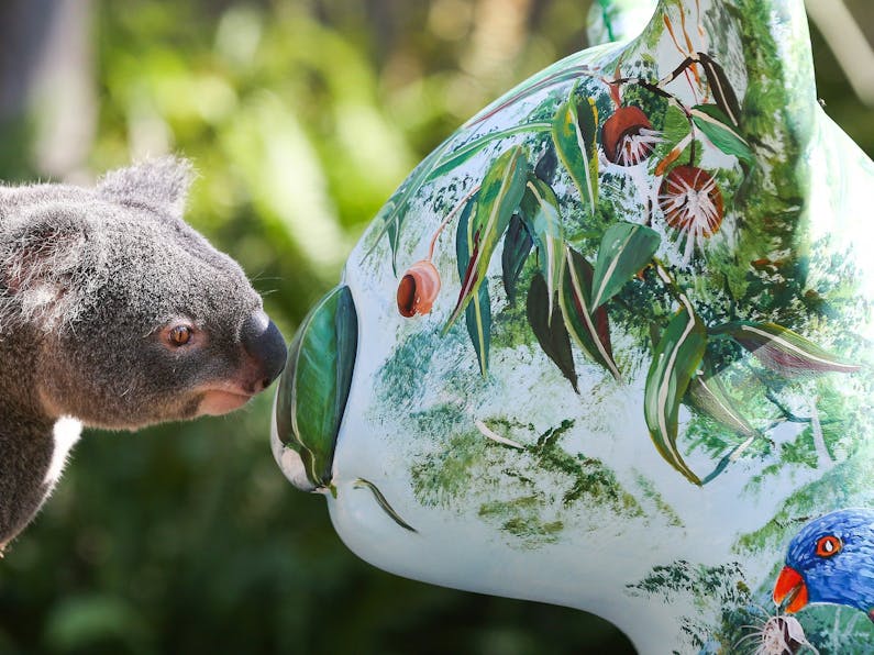 Image of the event 'Caring for Koalas and our Environment'