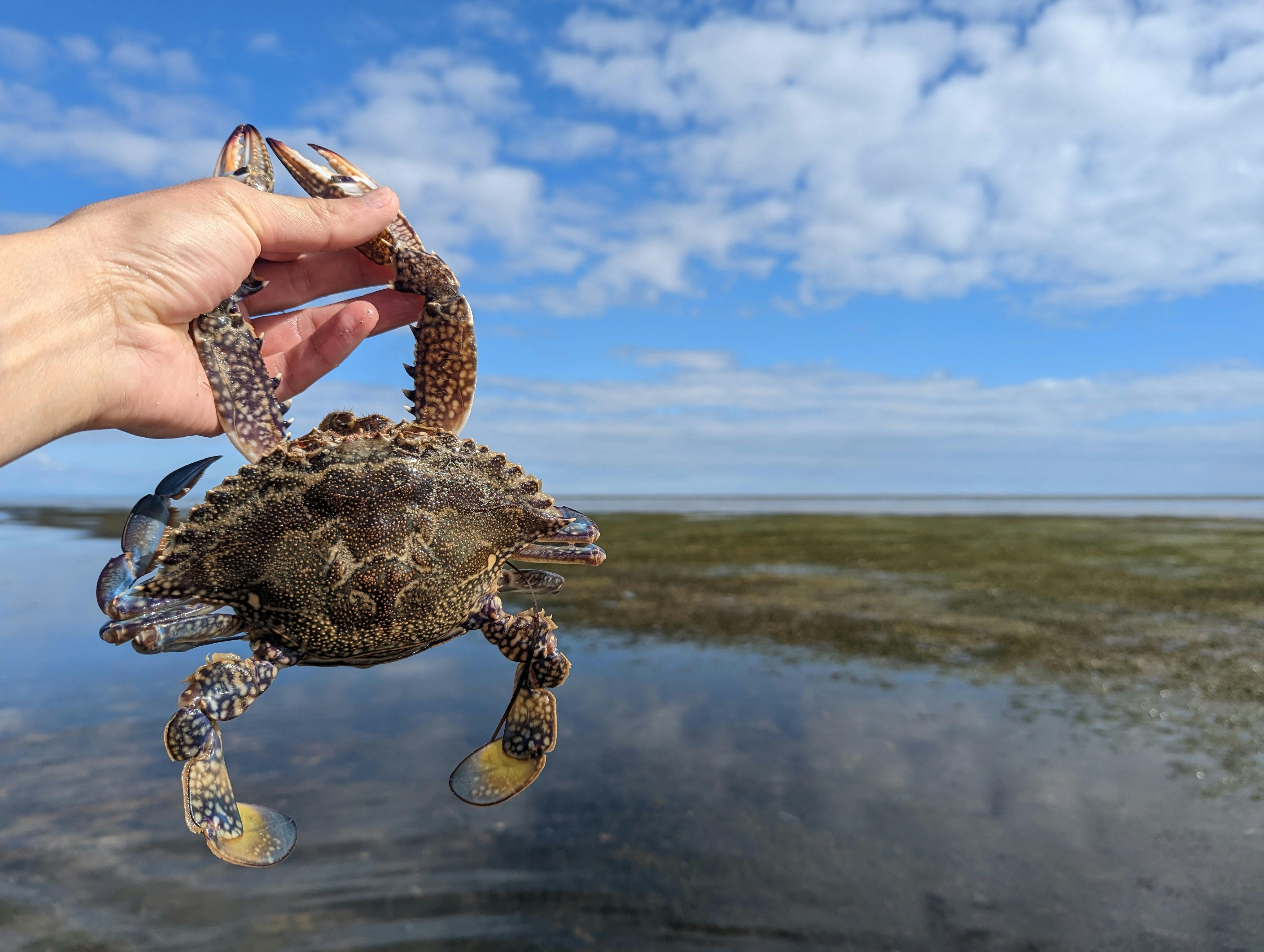 A thrilling crabbing expedition in the pristine waters of Yorke Peninsula