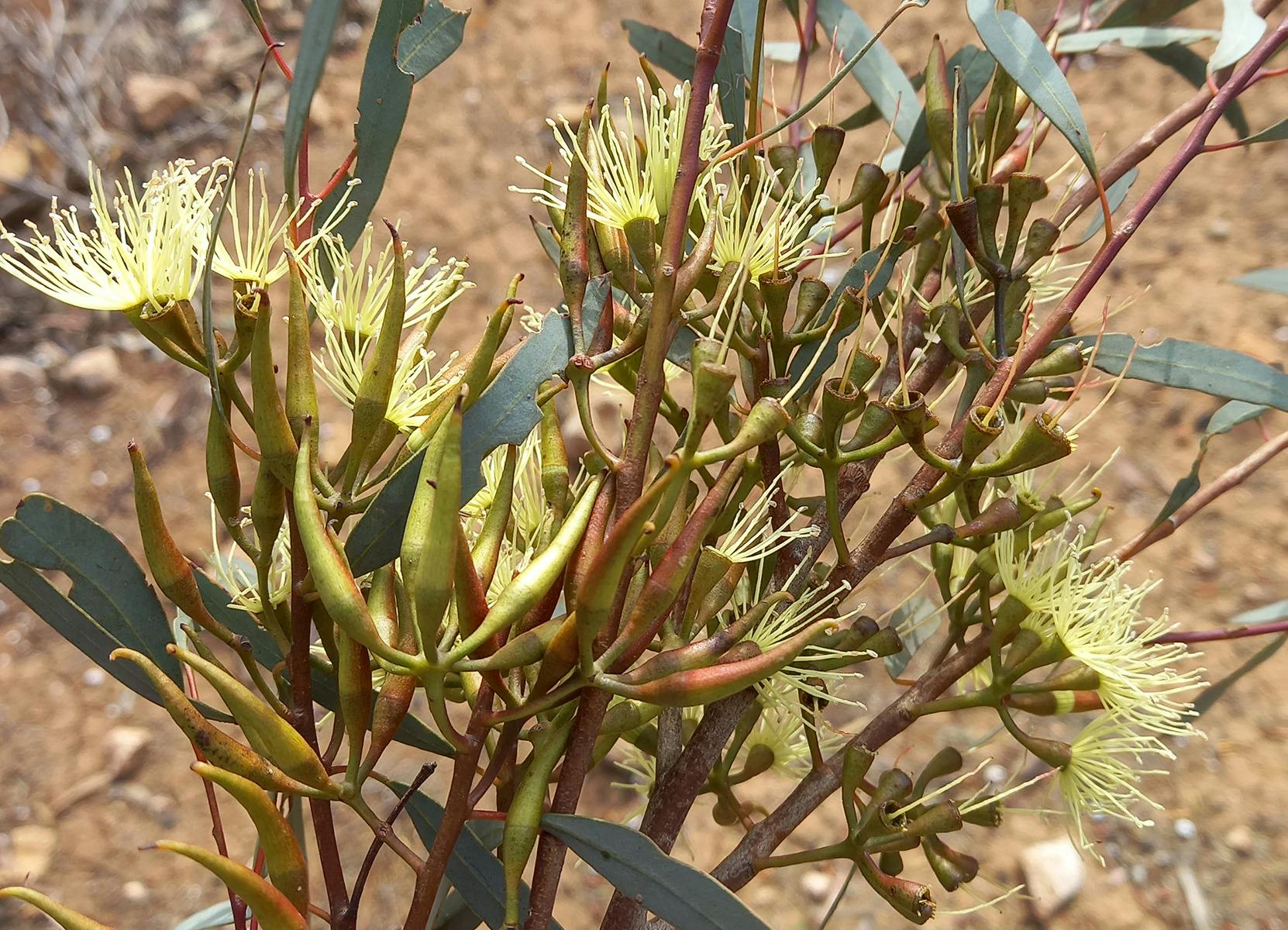 Eucalyptus gardneri