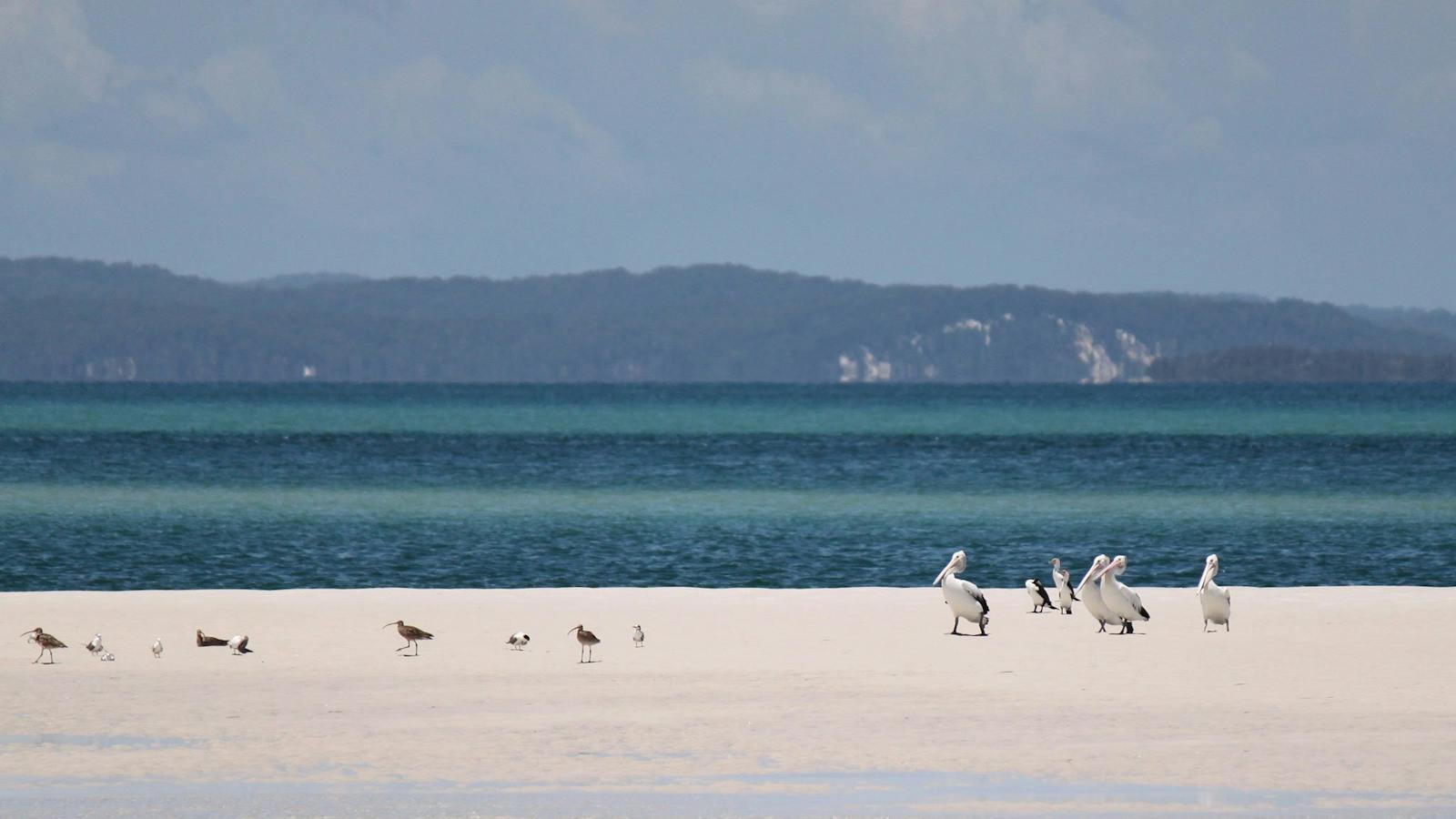 birds on pelican banks