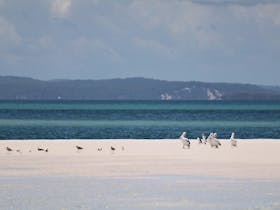 birds on pelican banks