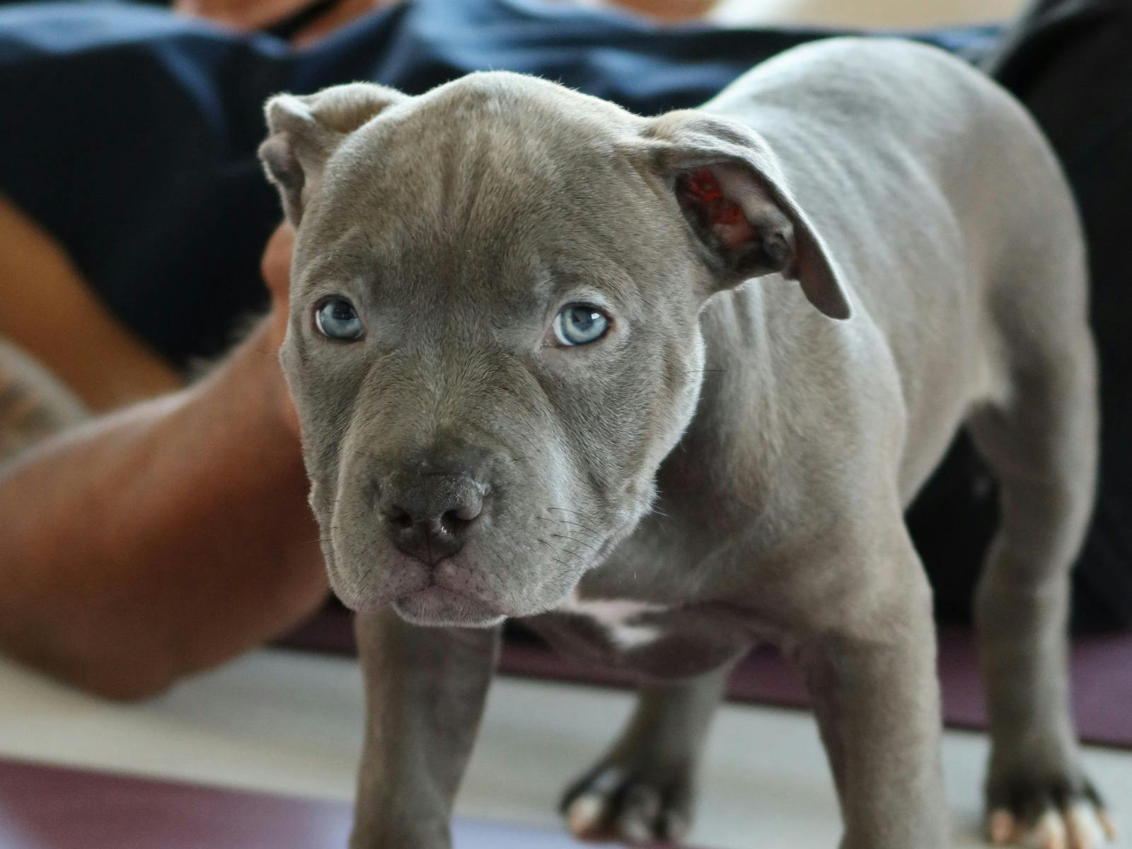 Staffies!