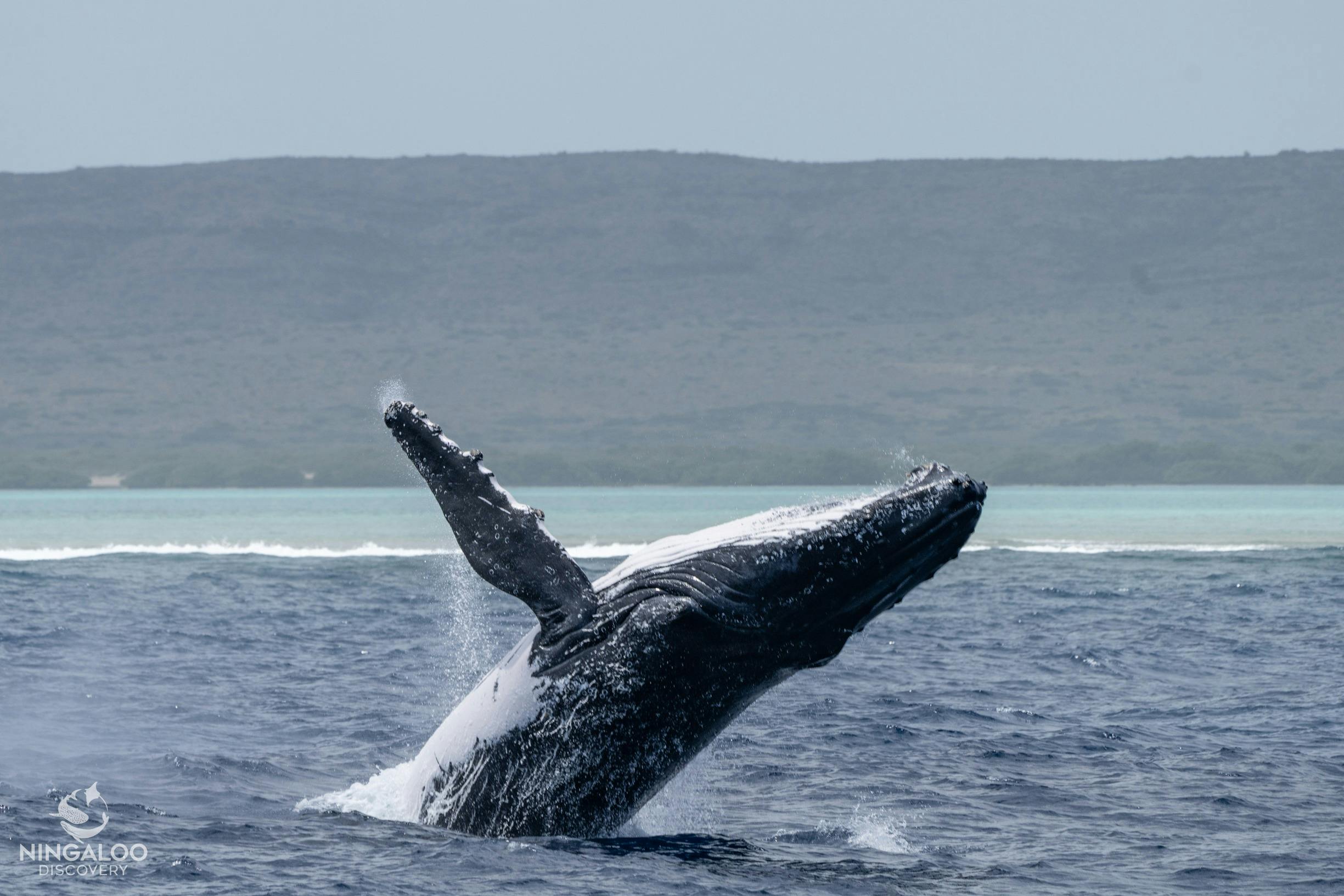 Humpback breach