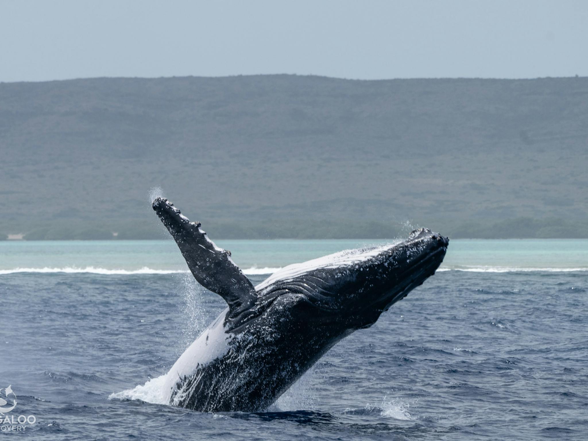 Humpback breach