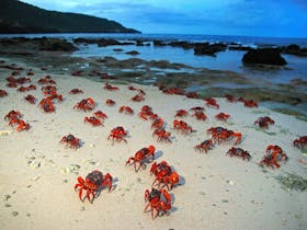 Christmas Island image