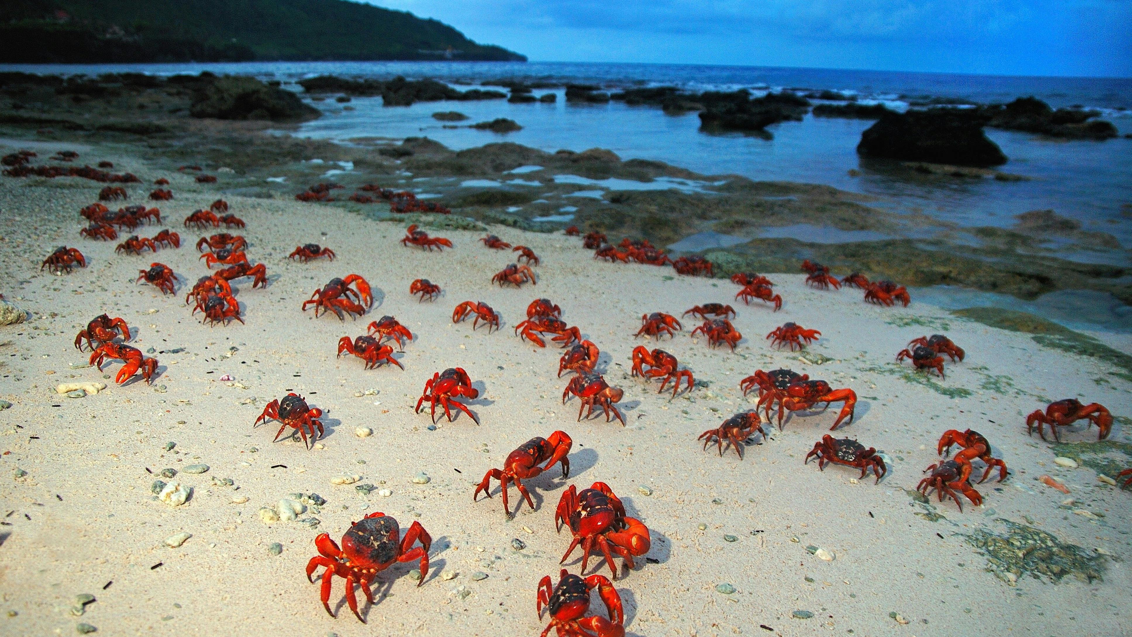 クリスマス島 Christmas Island Destination Tourism Western Australia