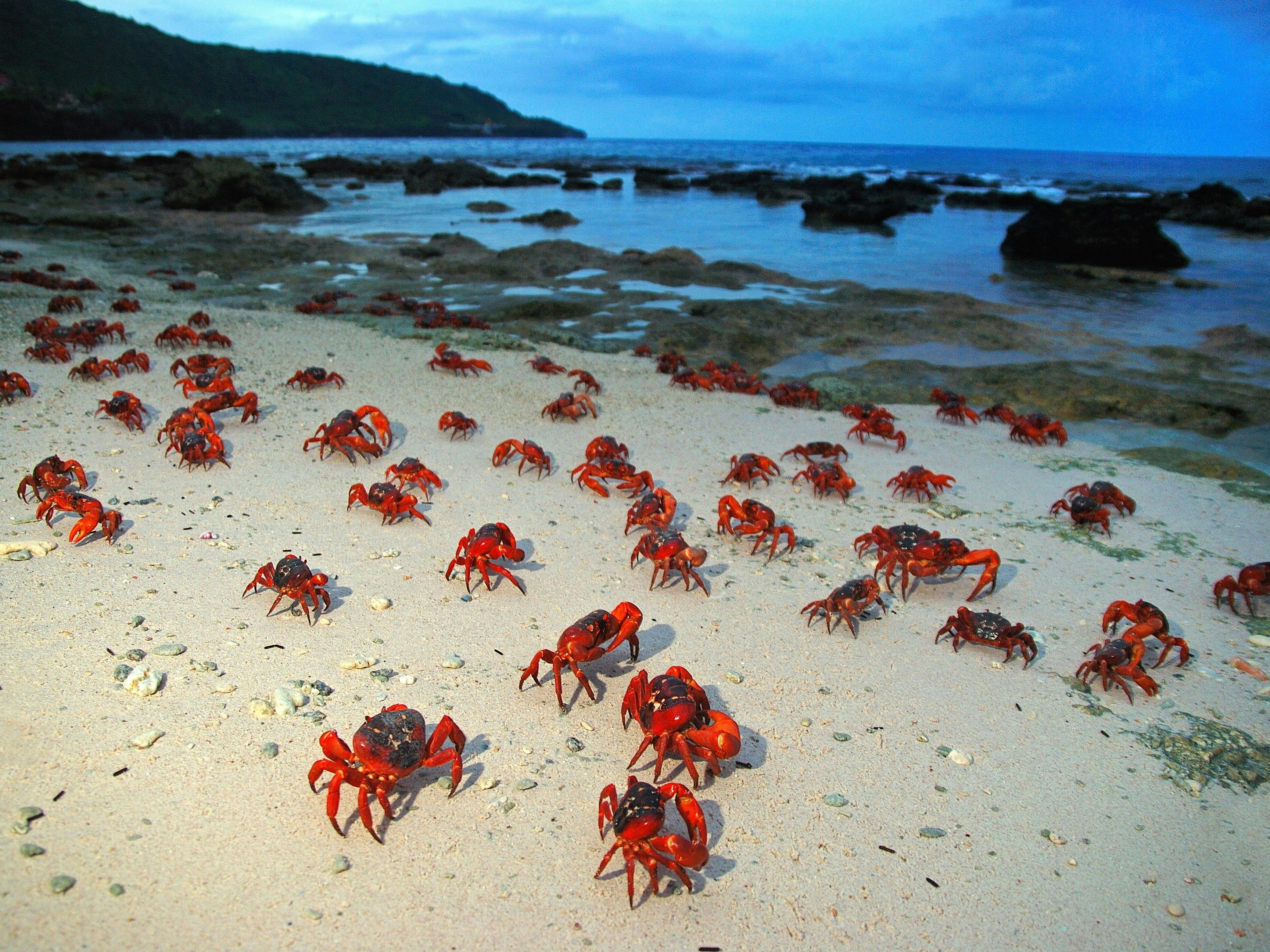 Christmas Island